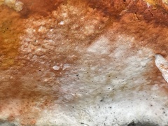 Piptoporus australiensis