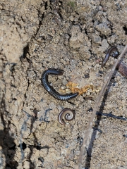 Anaulaciulus tonginus