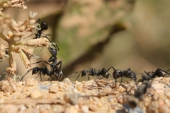 Polyrhachis dives