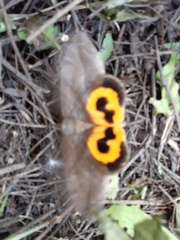 Eudocima serpentifera