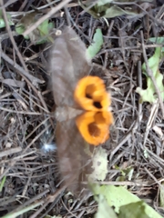 Eudocima serpentifera