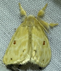 Euproctis bicolor