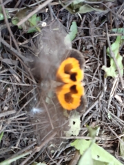 Eudocima serpentifera