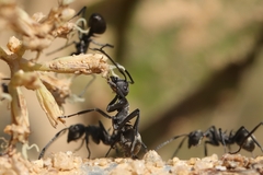 Polyrhachis dives