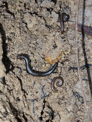 Anaulaciulus tonginus