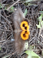 Eudocima serpentifera