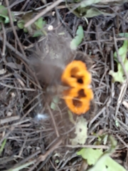 Eudocima serpentifera