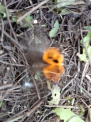 Eudocima serpentifera