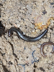 Anaulaciulus tonginus