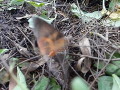 Eudocima serpentifera