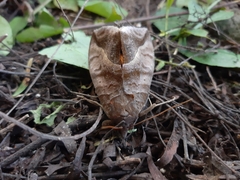 Eudocima serpentifera