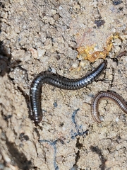 Anaulaciulus tonginus