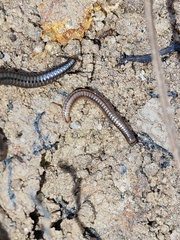 Anaulaciulus tonginus