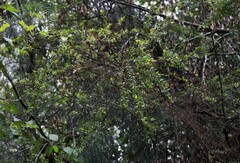 Podolobium aciculiferum