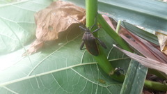 Physomerus grossipes