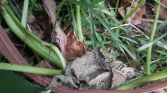 Physomerus grossipes