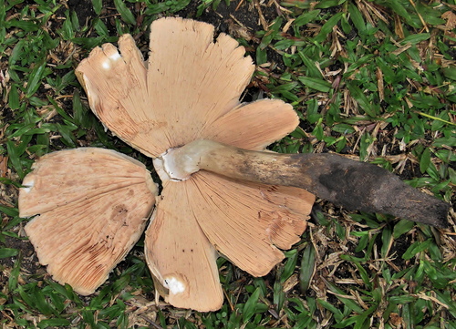 Termitomyces umkowaanii image