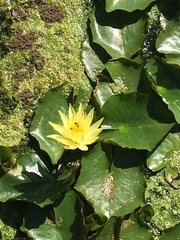 Nymphaea mexicana