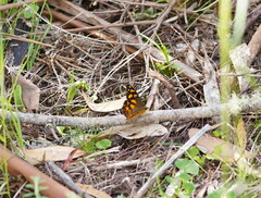 Heteronympha