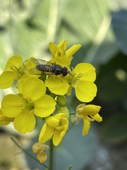 Episyrphus balteatus