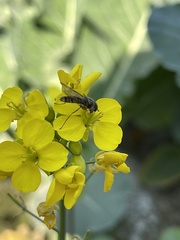 Episyrphus balteatus