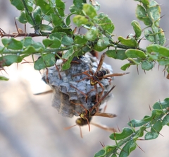 Polistes humilis humilis