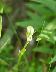 Pterostylis monticola
