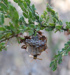Polistes humilis humilis