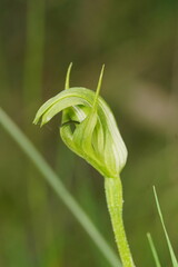 Pterostylis monticola