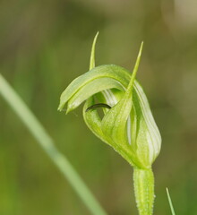 Pterostylis monticola