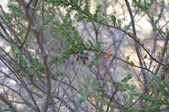 Polistes humilis humilis