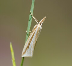 Hednota grammellus
