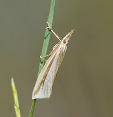 Hednota grammellus