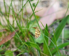 Chrysolarentia