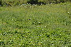 Euplectes albonotatus