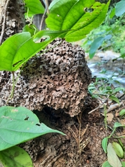 Termitidae
