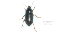 Harpalus amplicollis