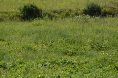 Euplectes albonotatus