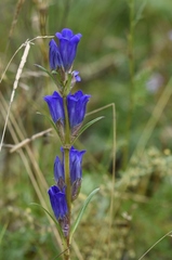 Gentiana decumbens