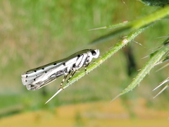 Myelois circumvoluta