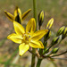 Coast Range Triteleia - Photo (c) Stan Shebs, some rights reserved (CC BY-SA)