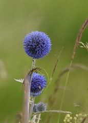 Echinops latifolius