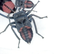 Eurymela distincta
