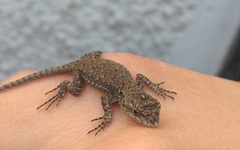 Sceloporus grammicus