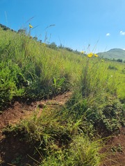 Berkheya setifera