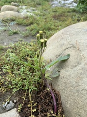 Erechtites hieraciifolius cacaloides