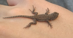 Sceloporus grammicus