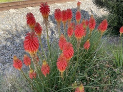 Kniphofia uvaria