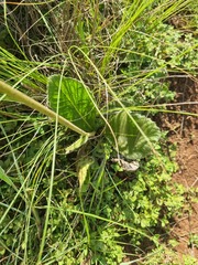 Berkheya setifera