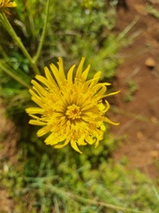 Berkheya setifera